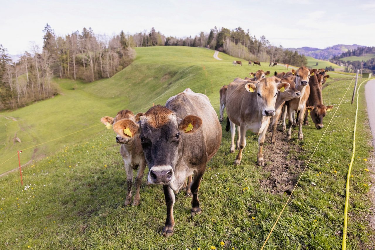 Die Jersey-Kühe fressen die Weiden sehr sauber ab und verursachen weniger Trittschäden als grosse Kühe, hat Landwirt Martin Senn aus Mühlrüti SG festgestellt.