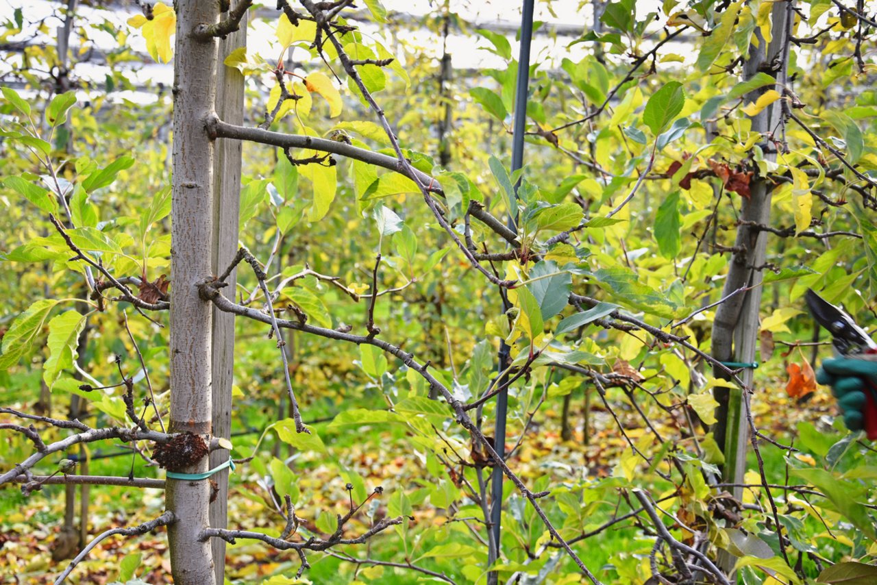 Nach dem Schnitt wirkt der Baum viel luftiger. Sonne kann wieder bis zu den Blütenknospen und Früchten durchdringen. Der Krankheitsdruck nimmt ab. Bild: Katrin Erfurt