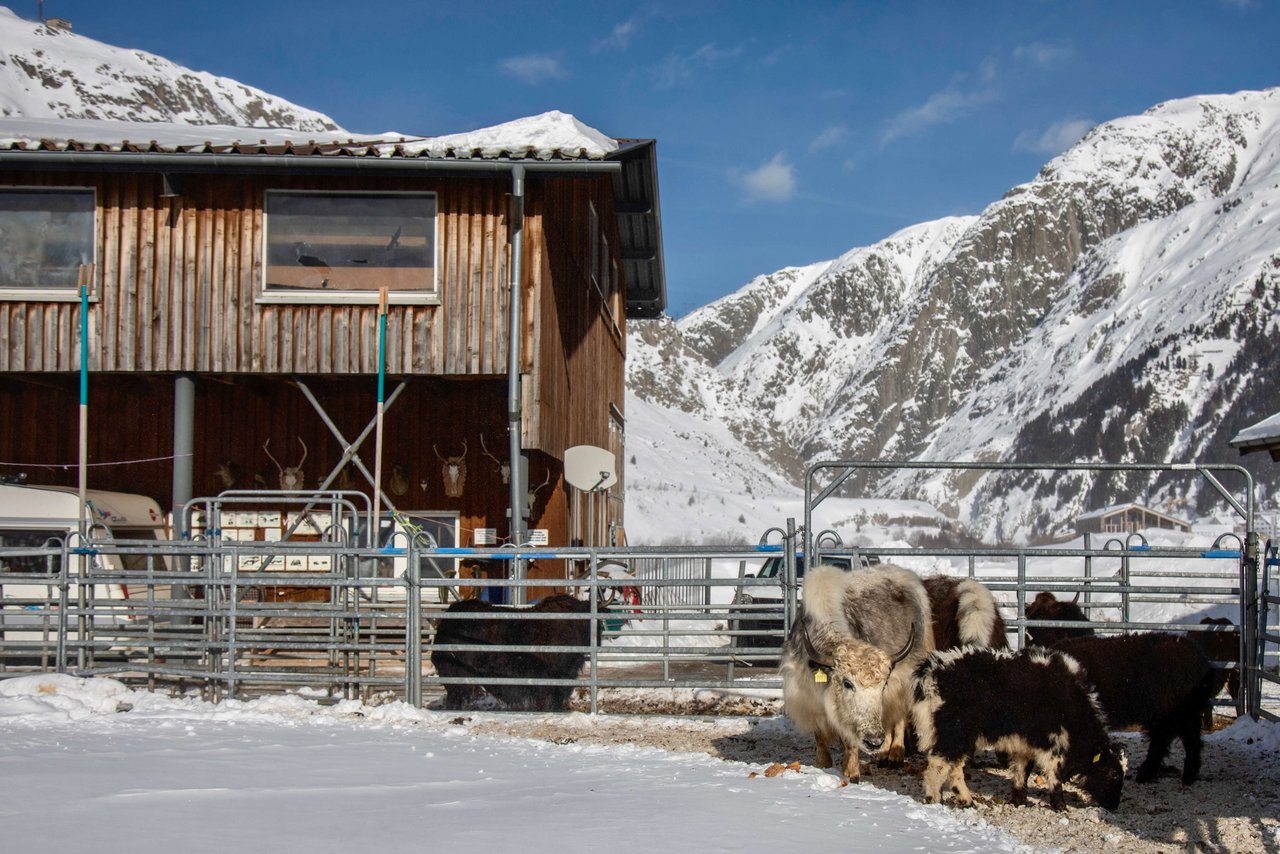 Die Yaks vom Schweizer Landwirt Adrian Regli in Andermatt UR.