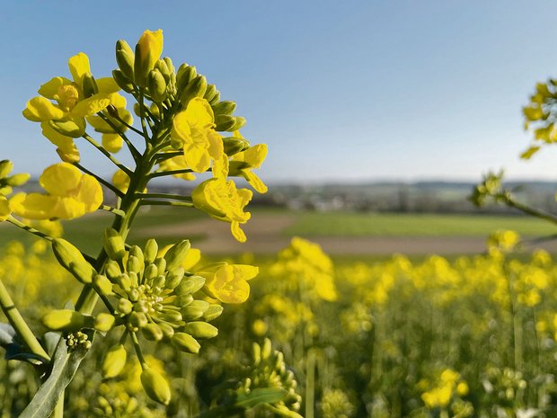 Raps anbauen ohne Pyrethroide – ein Versuch der HAFL Raps ist eine geschätzte Pflanze für die Fruchtfolge, sie ist aber auch bei den schädlichen Insekten beliebt. (Bild Nicole Geiser)