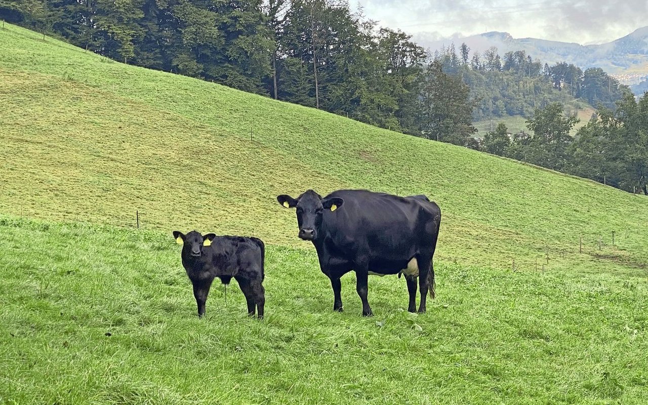 Das Leistungspotenzial der Beef kann mit einer passenden Zufütterung ausgeschöpft werden.