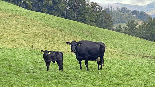 Das Leistungspotenzial der Beef kann mit einer passenden Zufütterung ausgeschöpft werden.