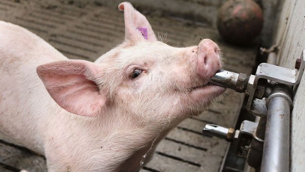 Wasserversorgung Schwein Ein Mastschwein trinkt einem Tränkenippel.