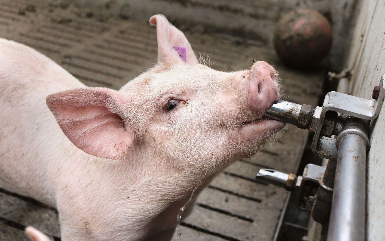 Ein Mastschwein trinkt einem Tränkenippel.