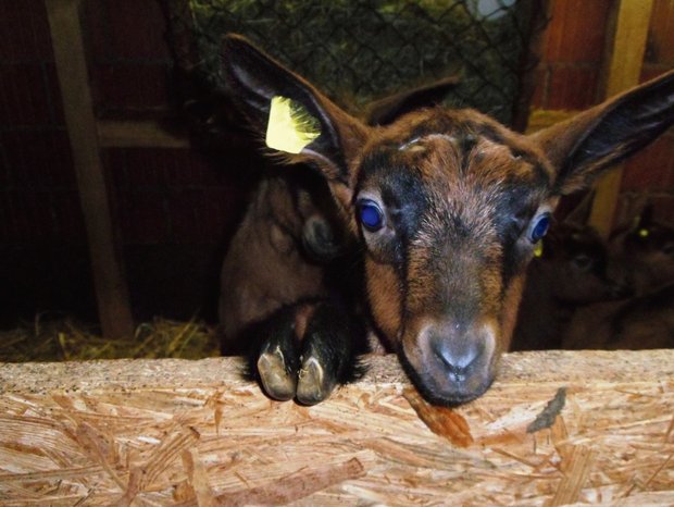 Bei Mastgitzi reicht ab nächstes Jahr eine Ohrmarke. Ansonsten brauchen Schafe und Ziegen ab Januar 2020 zwei Ohrmarken. Bild: Martina Häfliger