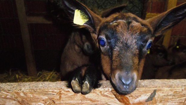 Bei Mastgitzi reicht ab nächstes Jahr eine Ohrmarke. Ansonsten brauchen Schafe und Ziegen ab Januar 2020 zwei Ohrmarken. Bild: Martina Häfliger