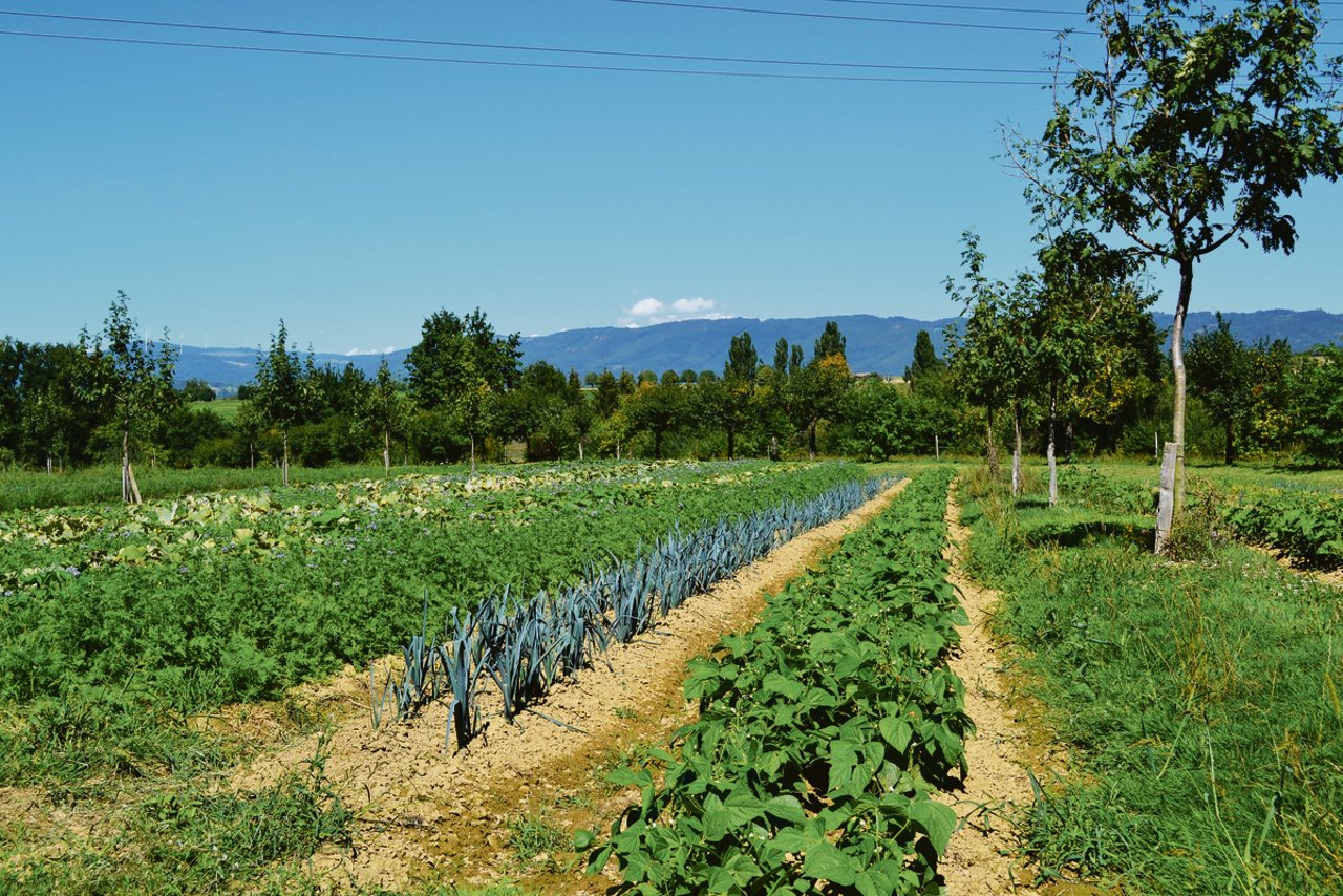 Auf dem Eulenhof wird in Streifenform angebaut. So entsteht eine hohe Gemüse- und Obstvielfalt.