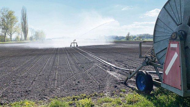 Vor allem im Gemüsebau braucht es viel Wasser. Die Bewässerungstechnik soll allerdings optimiert werden, um Wasser zu sparen. 