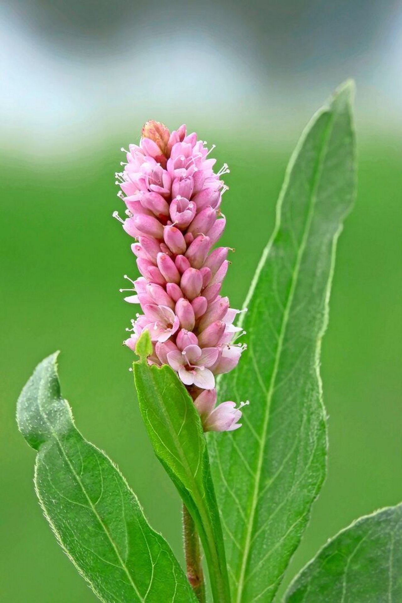 Der Sumpf-Knöterich wächst auf feuchten Flächen.