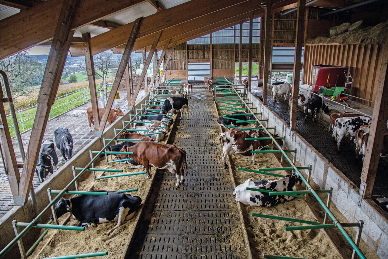 Landwirt Marcel Luder beobachtet seine Herde gern hinter der grossen Glasfront vom Stallbüro aus. «So erkennen sie mich nicht und lassen sich nicht ablenken», so Luder. Bild: Neuenschwander Pia