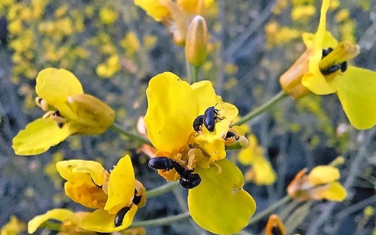 Bei der Sorte KWS Ambos ist der Rapsglanzkäferbefall aber sehr hoch.