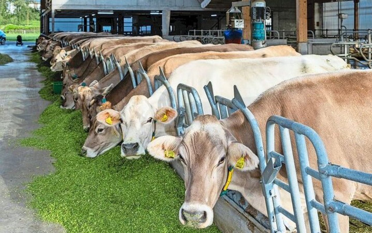 Das viele Licht im n Das viele Licht im neuen Stall gefällt den Kühen und schafft auch ein gutes Arbeitsumfeld.