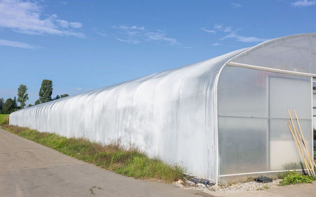 «Eine erfolgreiche Ingwer-Kultivierung gelingt bislang nur im geschützten Anbau im Folientunnel. Das Glashaus eignet sich weniger, weil das einfallende Sonnenlicht zu hart ist.»