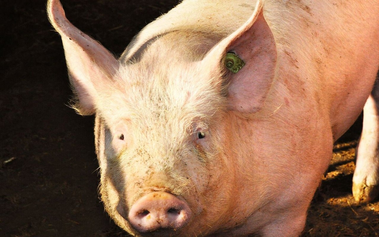 Ein aktuelles FiBL-Beratungsprojekt untersucht das optimale Vorgehen bei der Hoftötung von Schweinen und Kleinwiederkäuern.