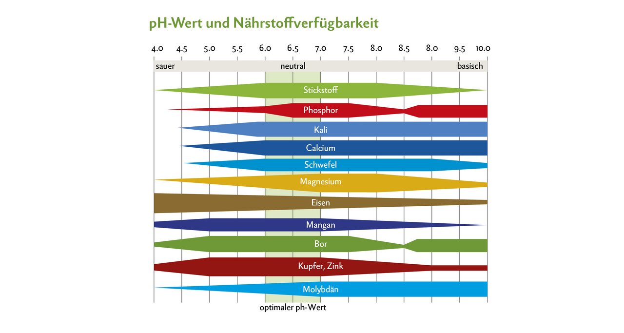 Beim optimalen pH-Wert gibt es je nach Messmethode Differenzen. In der Schweiz wird zur pH-Bestimmung meistens die Wassermethode angewandt, in Deutschland die Calciumchlorid-Methode. Viele Grafiken – wie die hier abgebildete – basieren auf dem deutschen Messsystem. Damit die Ergebnisse vergleichbar sind, sollte man den mit der Wassermethode gemessenen Wert um ca. 0,5 nach unten korrigieren. Der pH-Wert spielt auch im Futterbau eine wichtige Rolle. Grafik: Yara, www.dgrn.ch/yara