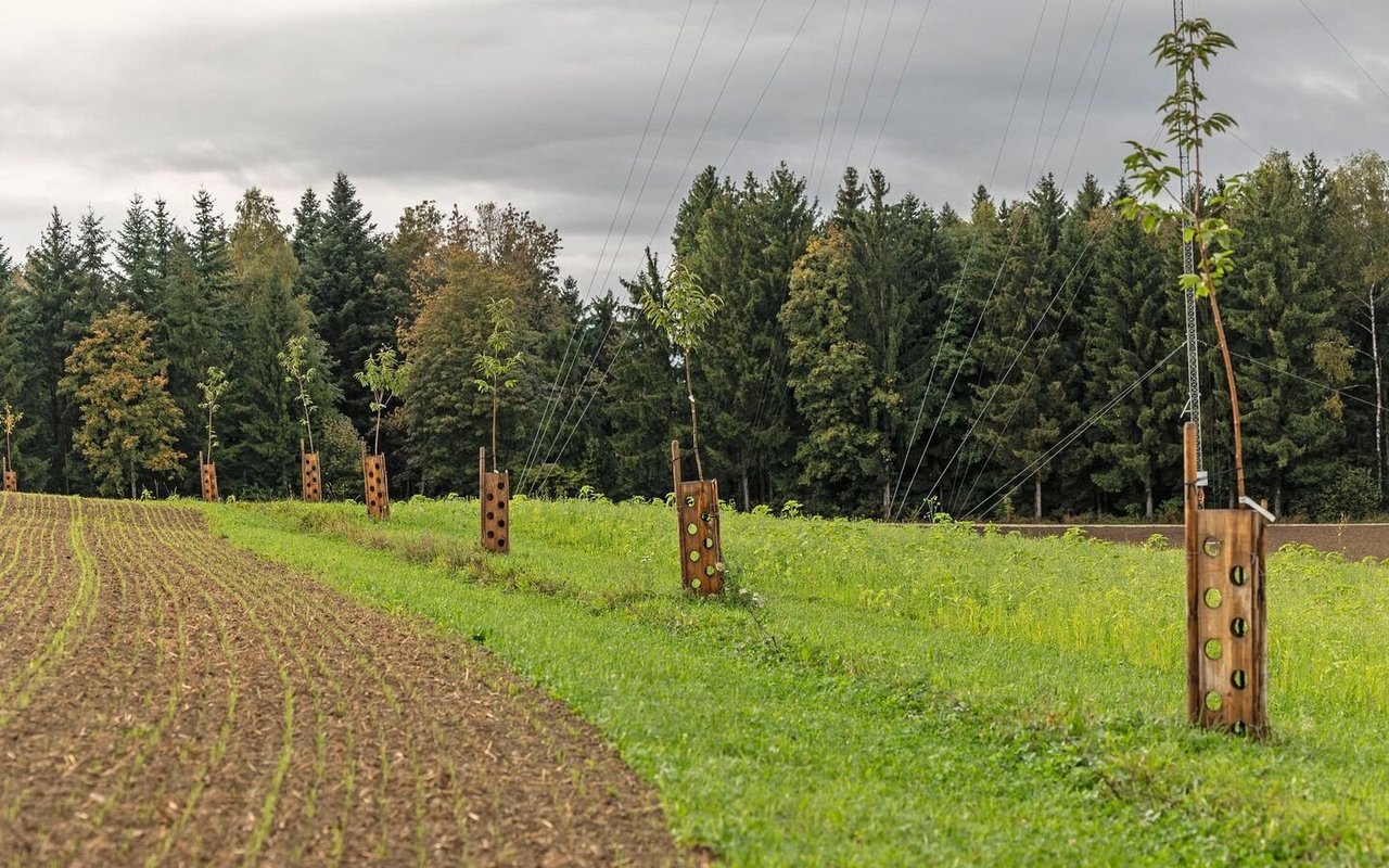 Auf dem Katzhof wurden die Keylines mit Kastanienbäumen kombiniert.