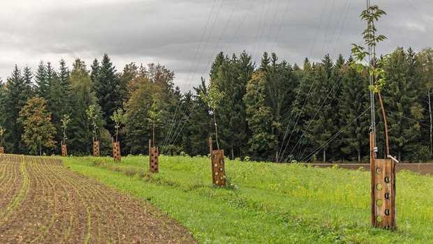 Auf dem Katzhof wurden die Keylines mit Kastanienbäumen kombiniert.