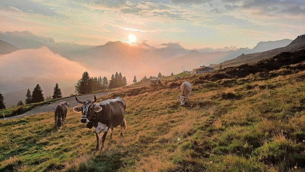 Magisches Gegenlicht: Solche unglaublichen Morgenstimmungen bieten sich uns auf der Alp Valpun. 