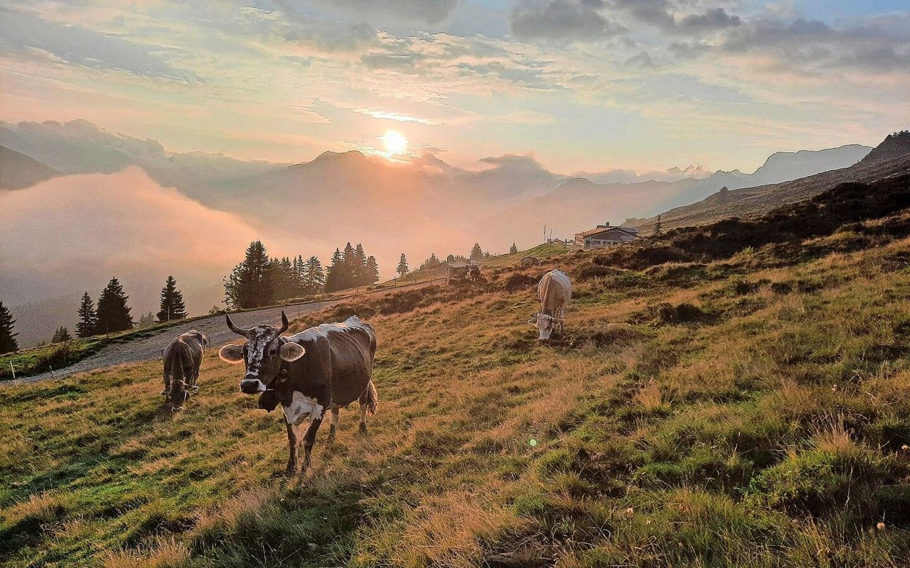 Magisches Gegenlicht: Solche unglaublichen Morgenstimmungen bieten sich uns auf der Alp Valpun. 