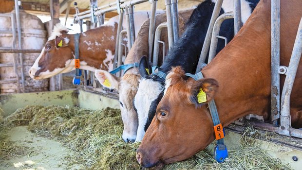 Mit einer Intensivierung der Futterration hin zu Maissilage und Kraftfutter steigt die Milchleistung und die relativen Methanausscheidungen pro Liter sinken.