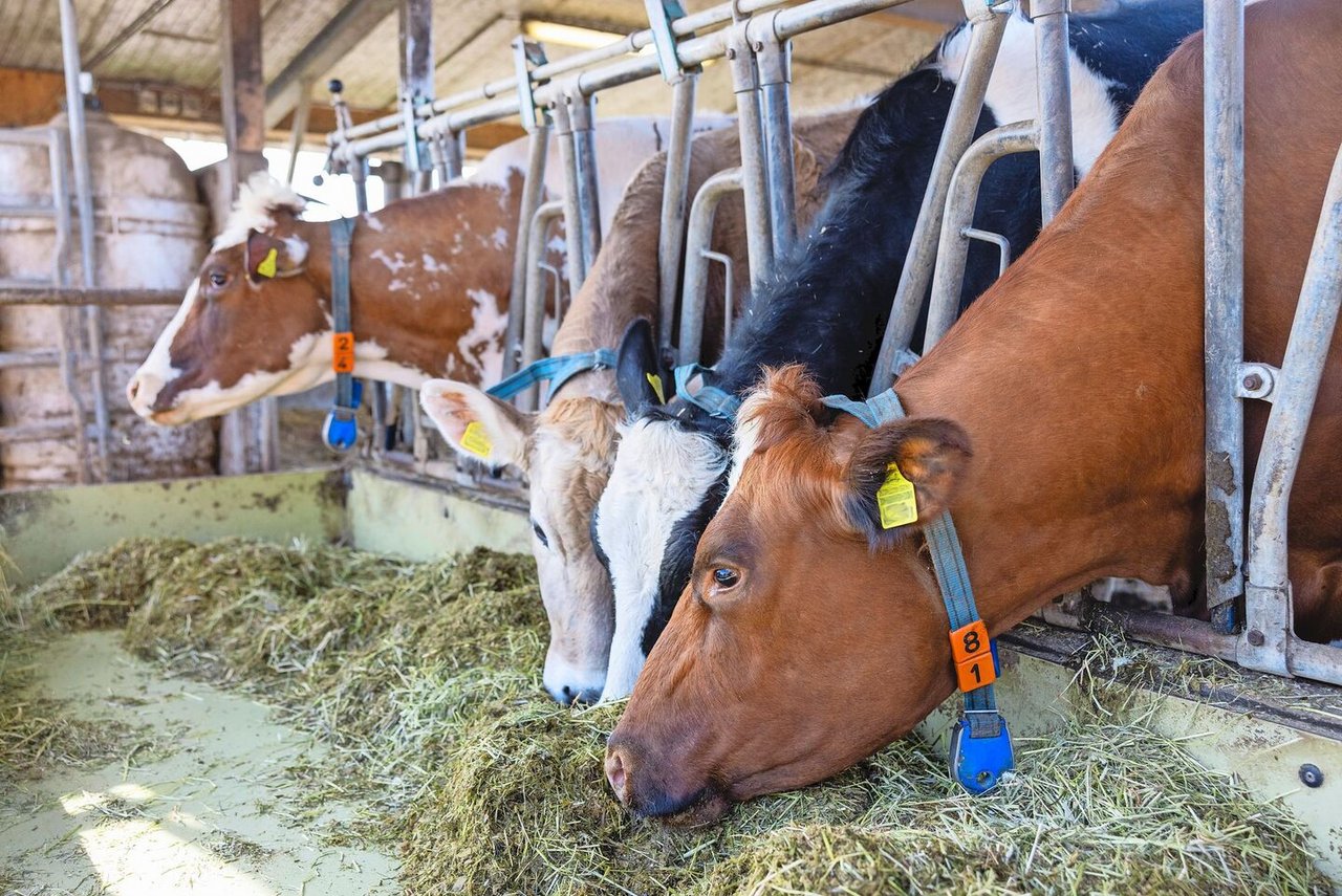 Mit einer Intensivierung der Futterration hin zu Maissilage und Kraftfutter steigt die Milchleistung und die relativen Methanausscheidungen pro Liter sinken.