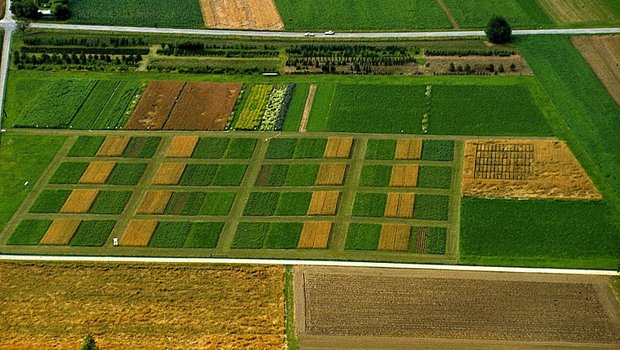 Der DOK-Versuch des Fibl aus der Vogelperspektive. Hier werden Mais, Weizen, Kartoffeln, Soja und Kleegras auf unterschiedliche Weise angebaut. (Bild Fibl)