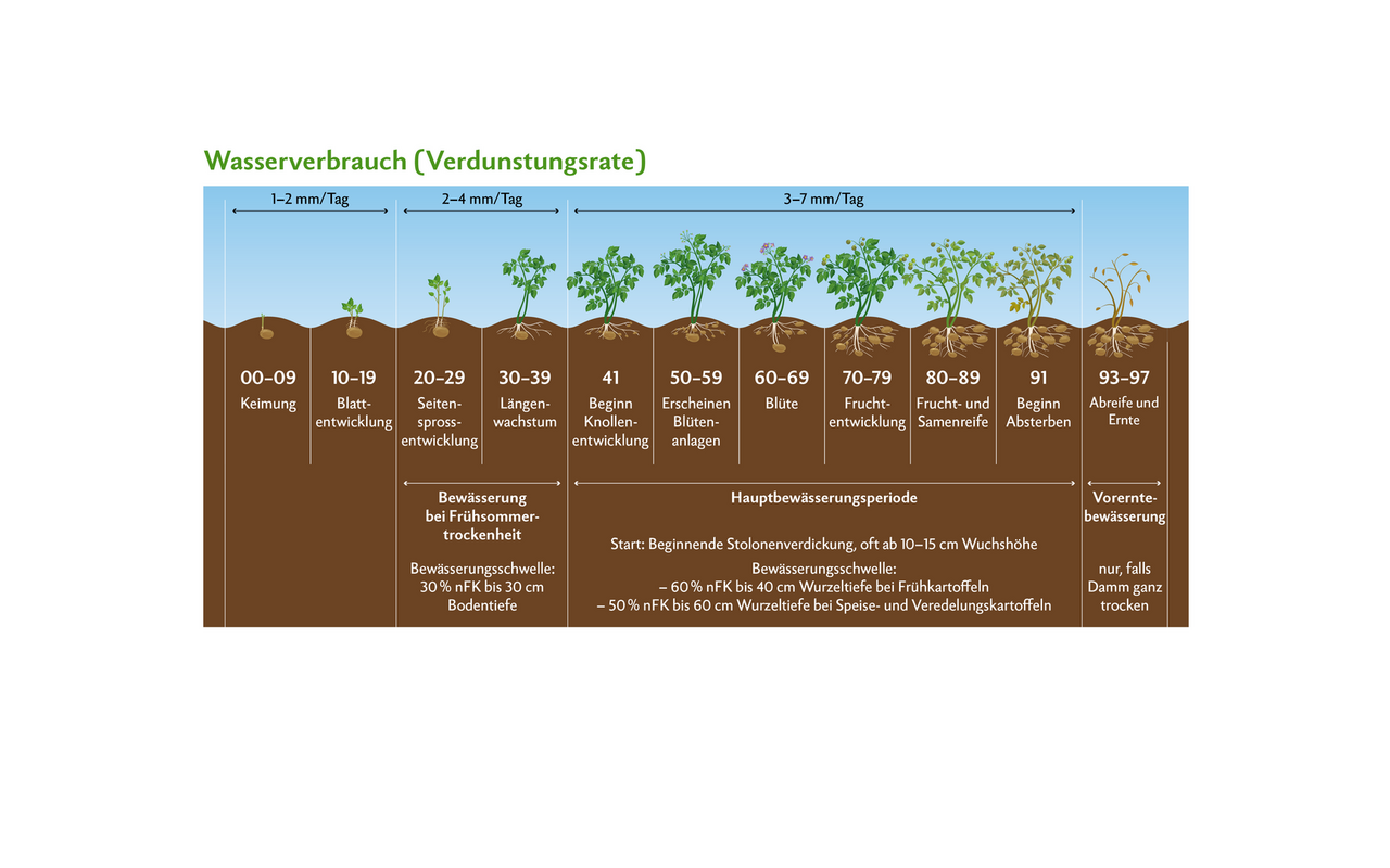 Kartoffeln brauchen während der Knollenbildung eine konstante Wasserversorgung, die zwischen 3 und 7 mm pro Tag liegt.
