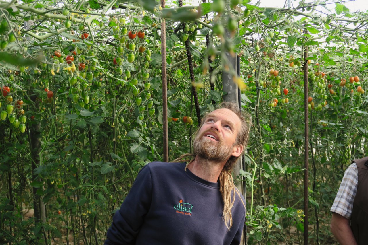 Der ausgewanderte Schweizer Christian Stielike erklärt, wie genau die Tomaten im Gewächshaus der Firma Clisol produzieren. Gedüngt wird flüssig über die Tropfbewässerung, Schädlinge werden mit Nützlingen in Schach gehalten. Bild: Sebastian Hagenbuch