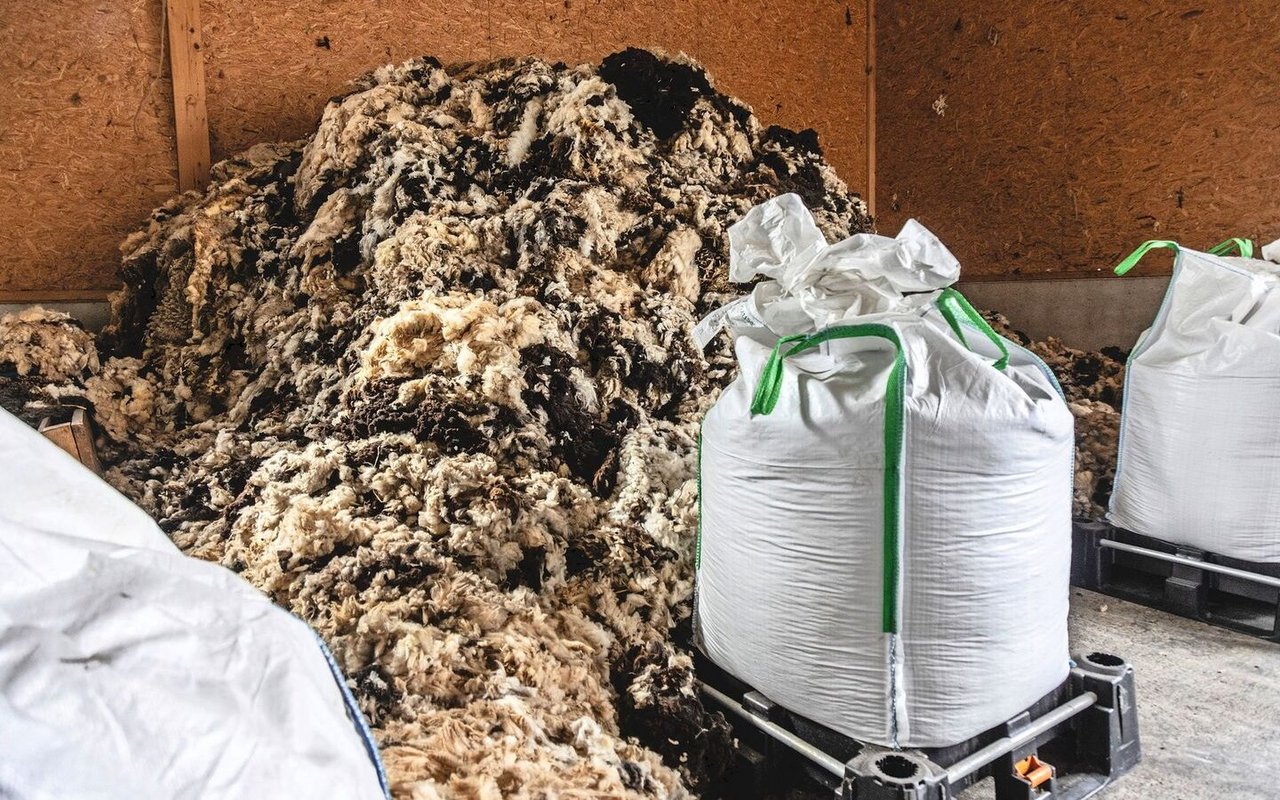 Neben Hühnermist wird auf dem Sagihof auch Schafwolle zu Düngerpellets verarbeitet. Die Wolle muss vorab zur Hygienisierung in die Biogasanlage geführt werden. 
