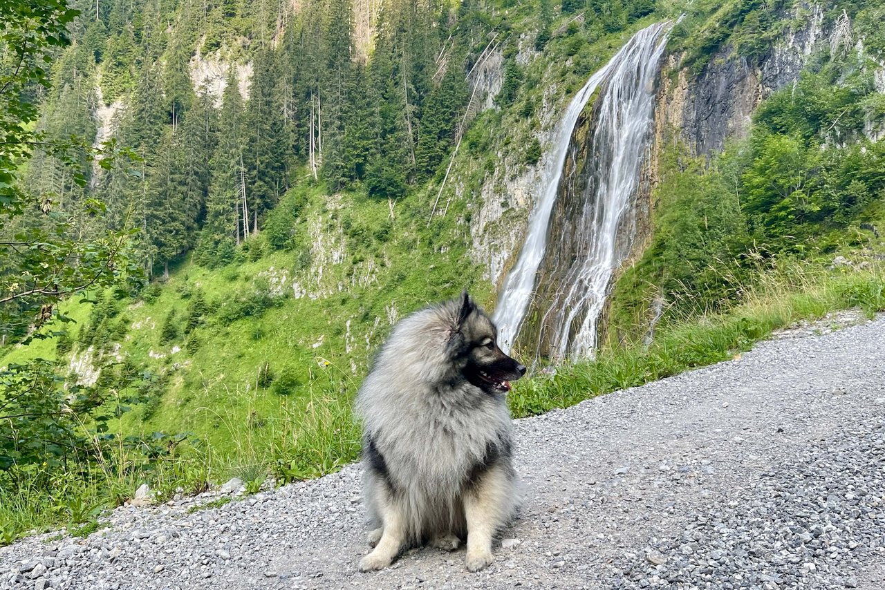 Von Oberwil im Simmental führt der Weg zur Alp Obriste Morgeten am 80 m hohen Wasserfall vom Morgetebach vorbei.