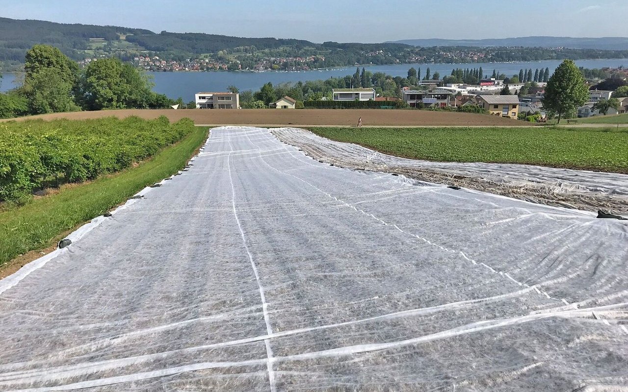 Angesäte Erdnüsse werden mit einem weissen Vlies geschützt.