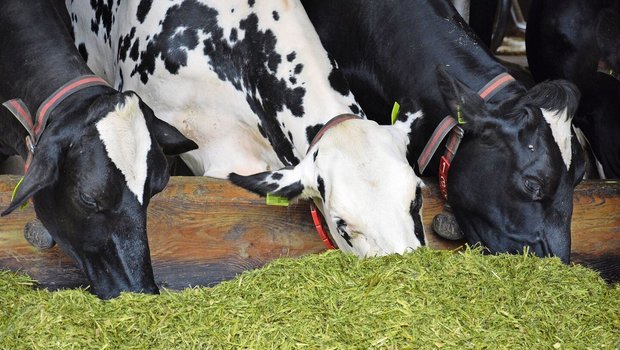 Zuchtfortschritt und veränderte Fütterung beeinflussen die Leistung – sowohl hinsichtlich Milch oder Fleisch, als auch was den Dünger betrifft.