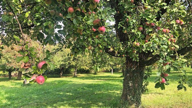 Ein Symbildbild zeigt einen Hochstammbaum voller roter Äpfel, der in einem Obstgarten steht.