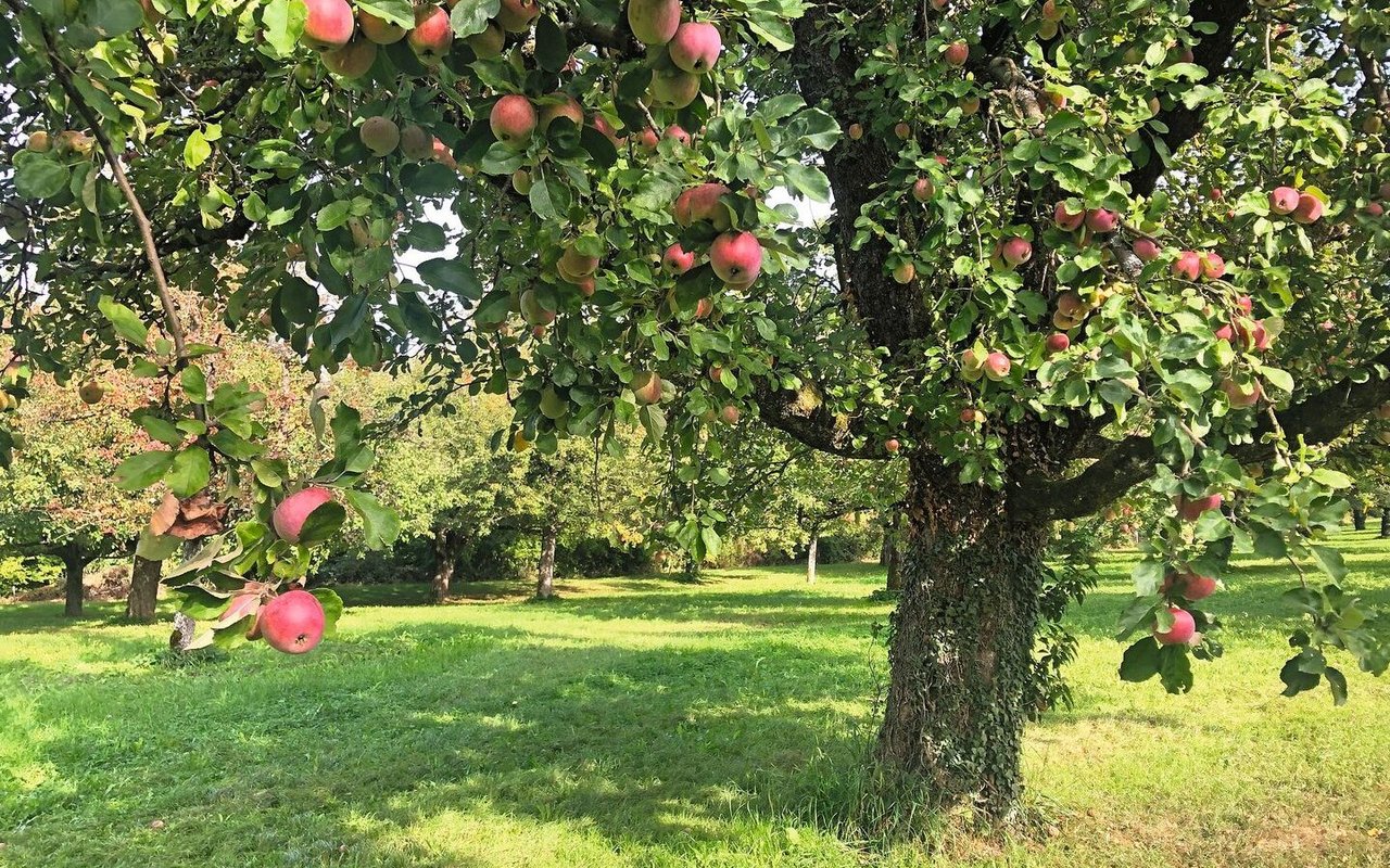 Ein Symbildbild zeigt einen Hochstammbaum voller roter Äpfel, der in einem Obstgarten steht.