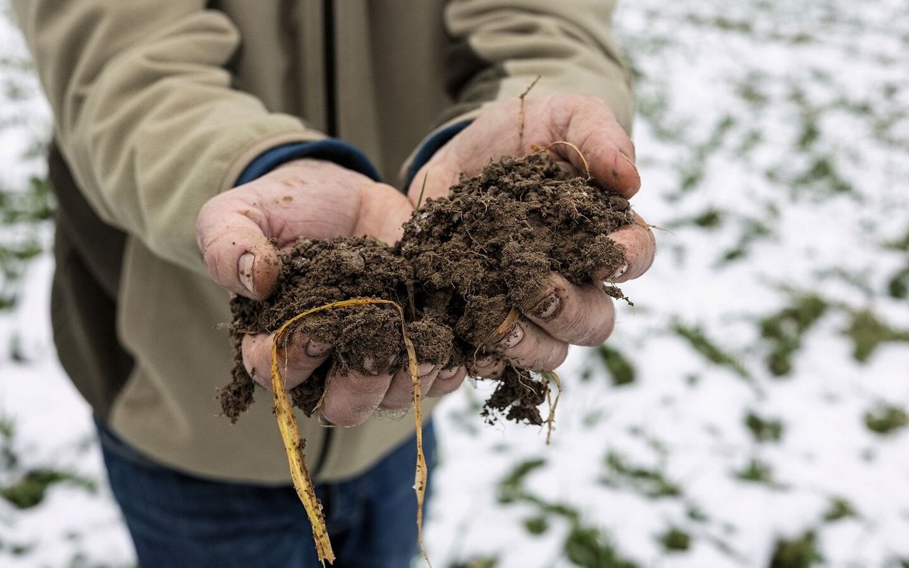 Der Ackerboden zeigt sich gut durchwurzelt und luftig. Hier kann Regenwasser gut infiltrieren. Was besonders bei Hanglage sehr wichtig ist, um Erosion zu vermeiden.