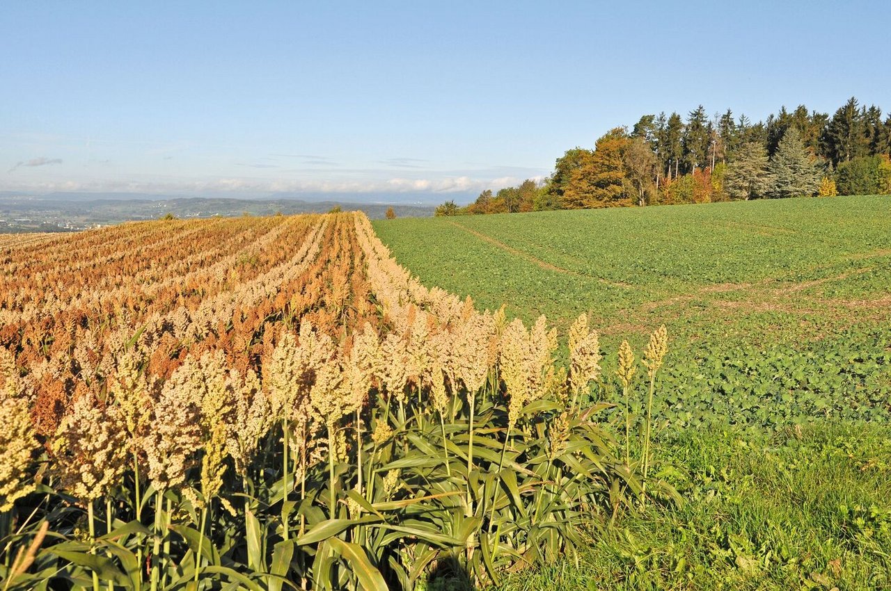 Frühzeitige Saat oder rechtzeitige Ernte bei günstigen Wetter- und Bodenbedingungen sorgt für hohen TS-Gehalt im Erntegut.