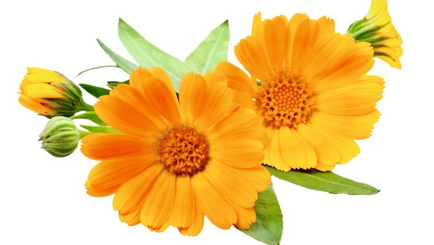 Garten-Ringelblume – Calendula officinalis L – Die Ringelblume fördert die Wundheilung, auch bei solchen mit schlechter Heilungstendenz. Man kann damit zum Beispiel eine Ringelblumen-Tinktur zur Wundreinigung herstellen.