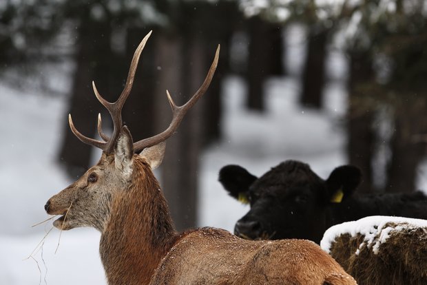 Fressen Hirsche und Rinder am gleichen Ort, steigt die Gefahr von Krankheitsübertragungen. Deshalb ist im Kanton Graubünden die private Fütterung von Wildtieren seit 2016 verboten. Bild: Giuliano Crameri
