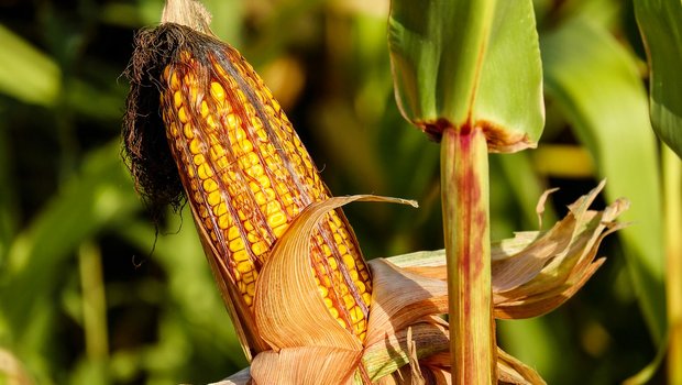 Am Agroscope-Standort Reckenholz darf der Versuch durchgeführt werden. (Symbolbild/Pixabay)