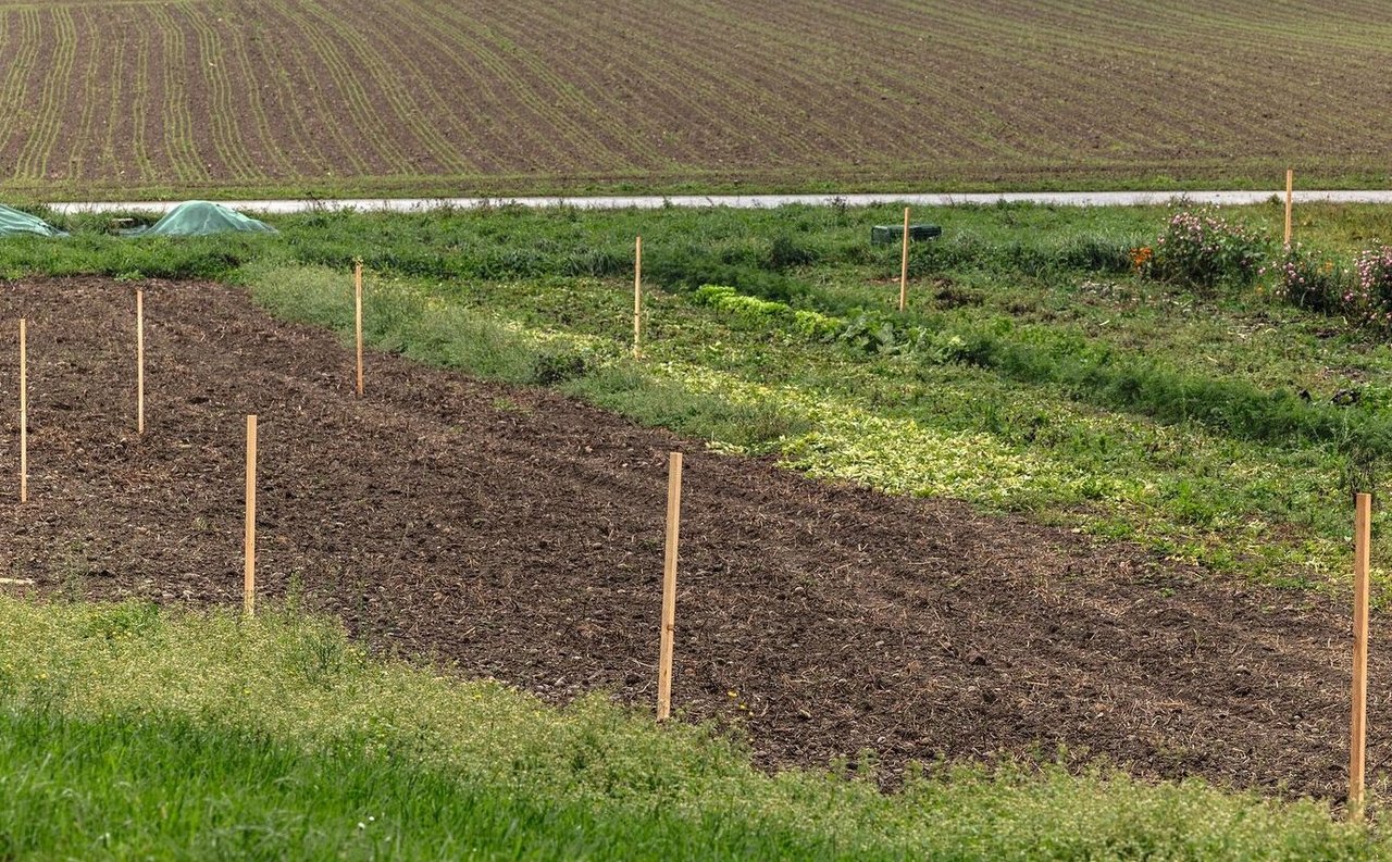 Im Gemüsefeld (siehe links auf der Karte) verlaufen die Keylines ziemlich kurvig, weil die Höhenlinien auch so verlaufen. Auf dem Bild sieht die Parzelle ziemlich flach aus. In Wirklichkeit besteht leichte Erhöhung, wobei Strassenwasser in die Parzelle läuft.