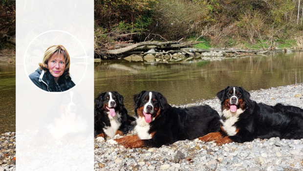 Drei Berner Sennenhunde liegen nebeneinander auf dem Kiesstrand eines Flusses.
