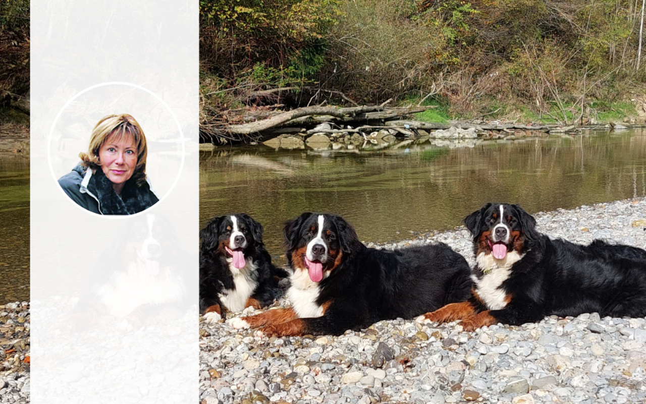 Drei Berner Sennenhunde liegen nebeneinander auf dem Kiesstrand eines Flusses.