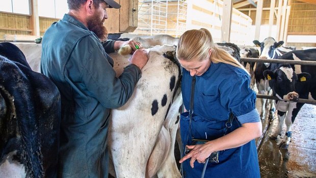 Trächtigkeitsuntersuchung Milchkuh Der Landwirt unterstützt die Tierärztin bei der Trächtigkeitsuntersuchung: Sie führt mit dem Arm das Ultraschallgerät in die Kuh ein.