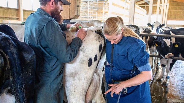 Der Landwirt unterstützt die Tierärztin bei der Trächtigkeitsuntersuchung: Sie führt mit dem Arm das Ultraschallgerät in die Kuh ein.
