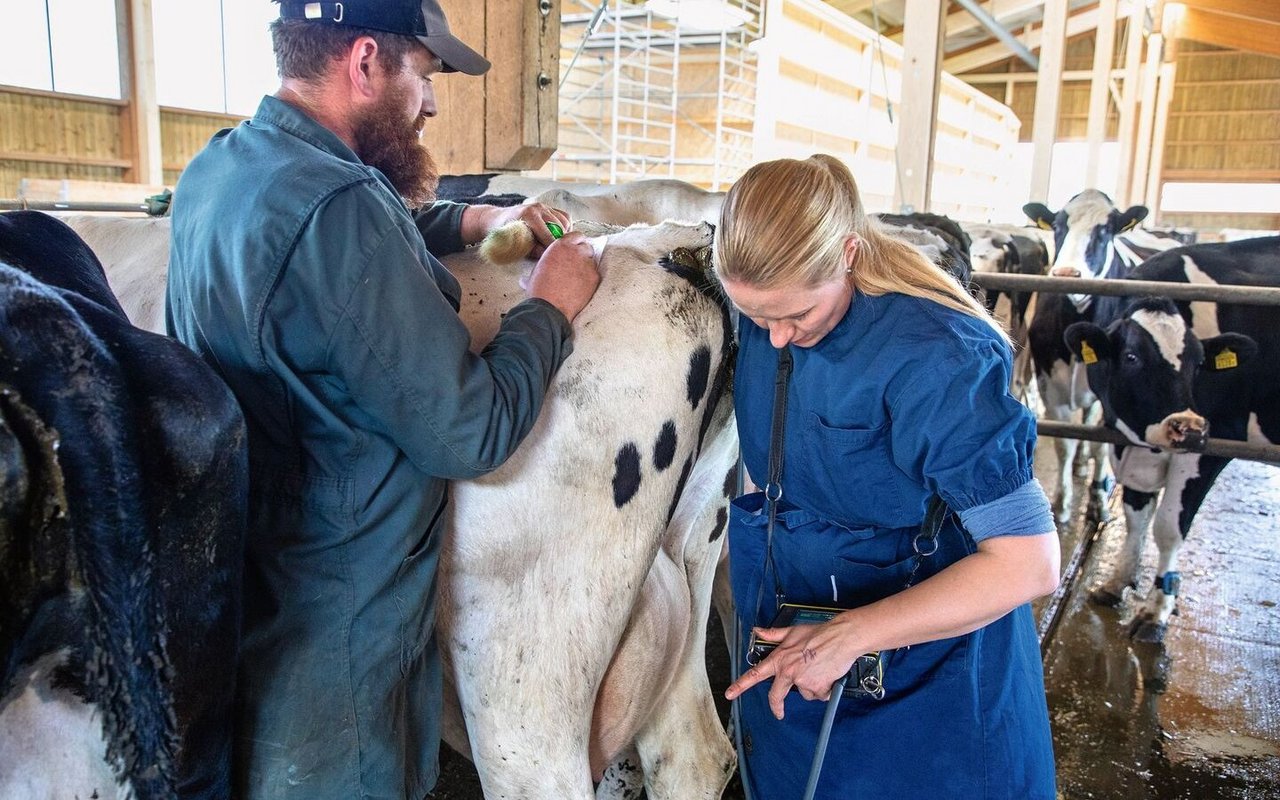 Der Landwirt unterstützt die Tierärztin bei der Trächtigkeitsuntersuchung: Sie führt mit dem Arm das Ultraschallgerät in die Kuh ein.