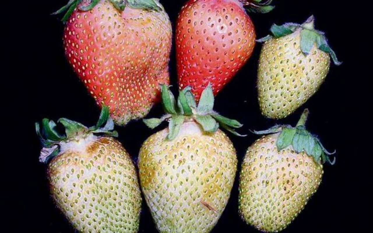 Thripsschäden bei Erdbeeren: Nützlinge zeigen gute Wirkung bei der Bekämpfung des winzigen Insekts. 