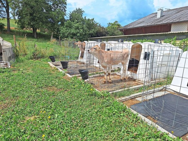 Gute Kälbergesundheit braucht ein Gesamtkonzept, wobei die Kolostrumversorgung die Grundlage ist. 
