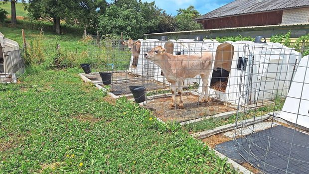 Gute Kälbergesundheit braucht ein Gesamtkonzept, wobei die Kolostrumversorgung die Grundlage ist. 