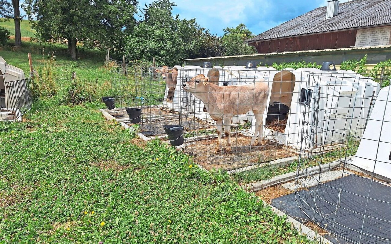 Gute Kälbergesundheit braucht ein Gesamtkonzept, wobei die Kolostrumversorgung die Grundlage ist. 