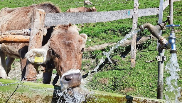 Auf vielen Alpen ist genügend Wasser vorhanden, es fehlt jedoch an intakten Reservoiren mit genügend Kapazität, um die wertvolle Ressource zu speichern.